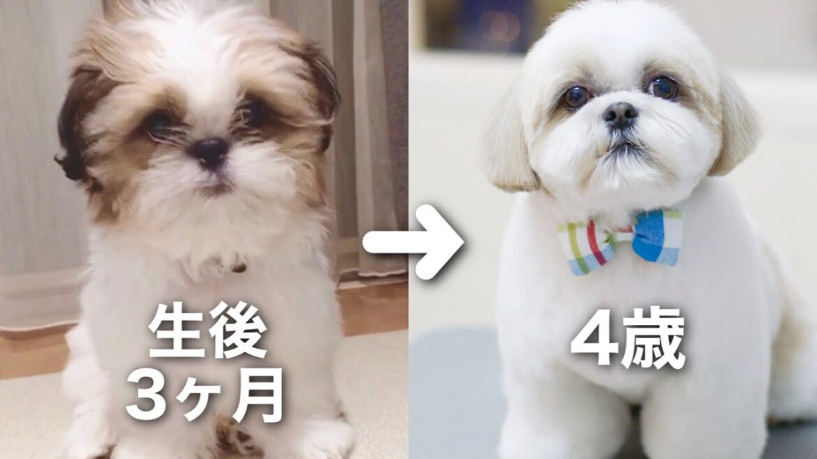 【シーズー】生後3ヶ月のかわいい子犬がモフモフヘアスタイルになるまで♡ / トリミング / 成長記録 / Shih Tzu hairstyle.