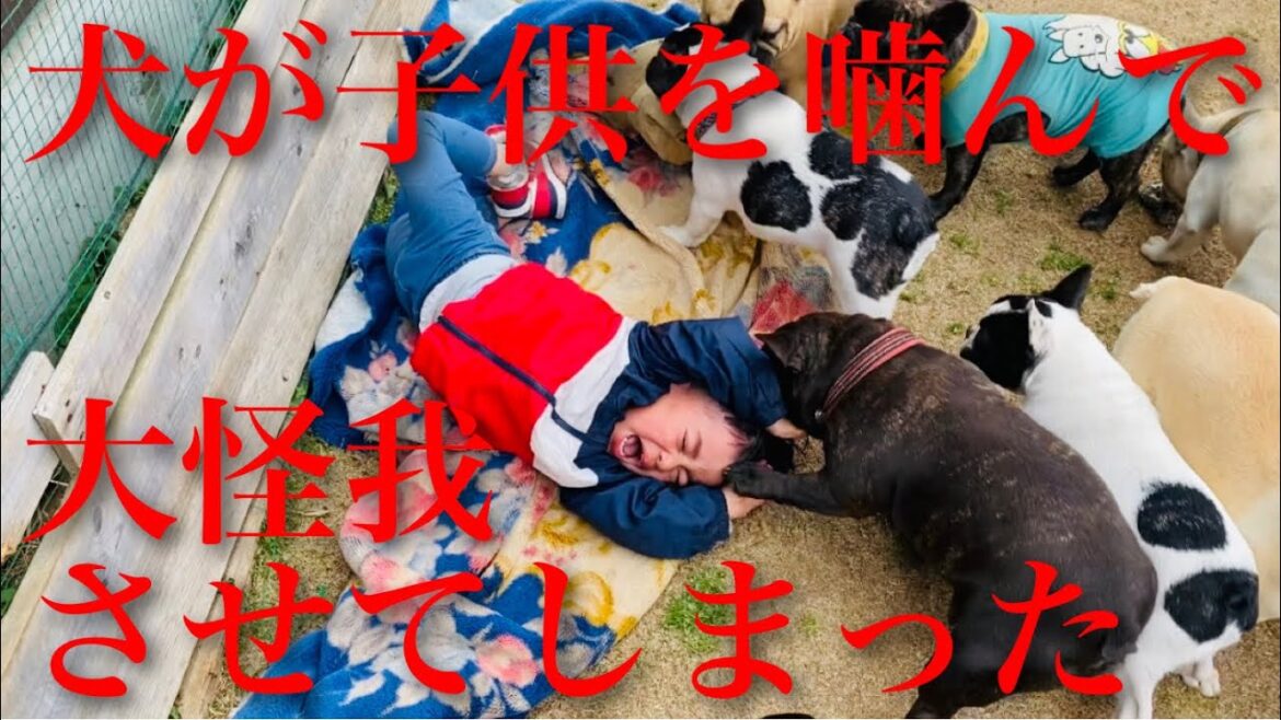 【犬が子供を噛む映像あり】取り返しのつかない事になってしまいました
