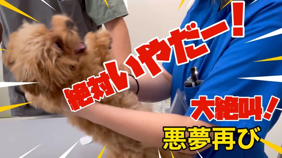 大絶叫！大暴れ！注射が嫌だ！ 子犬のトイプードルがとんでもない事に！【衝撃映像】