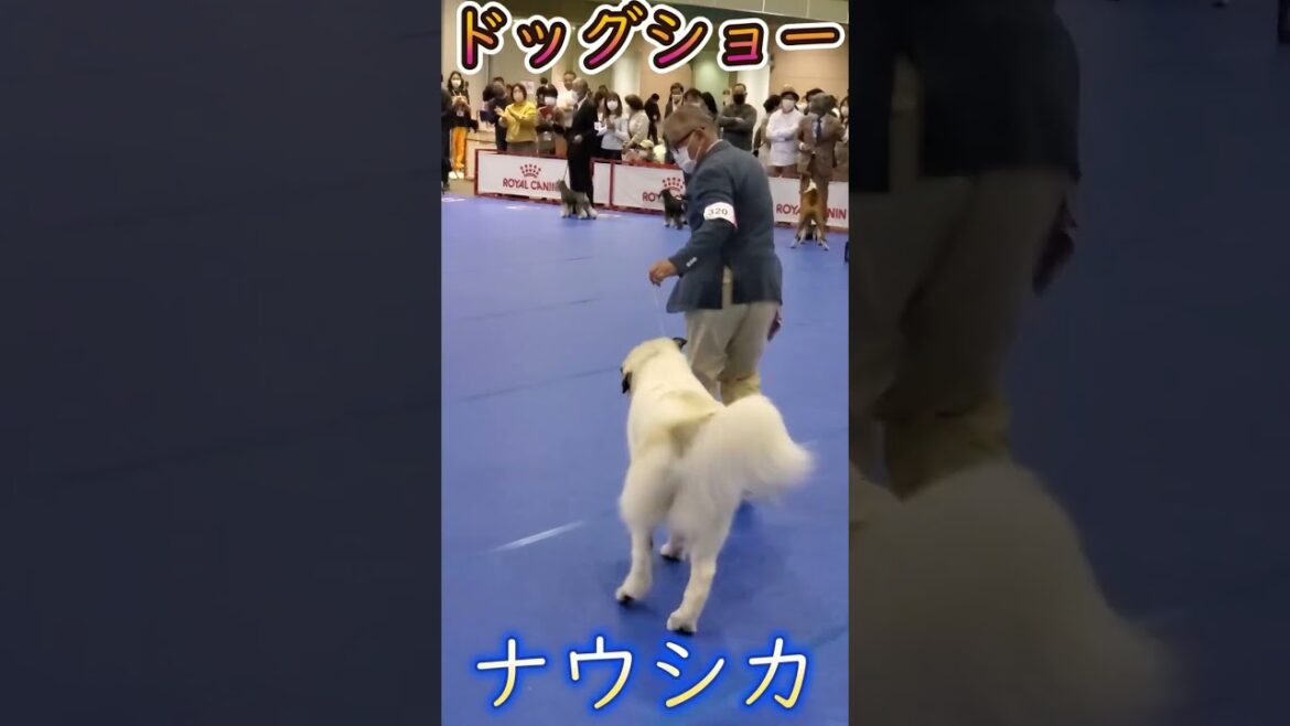 ナウシカのドッグショー#shorts #グレートピレニーズ
