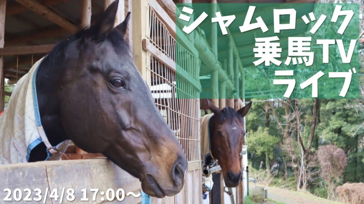 シャムロックから生放送【シャムロック乗馬TVライブ】