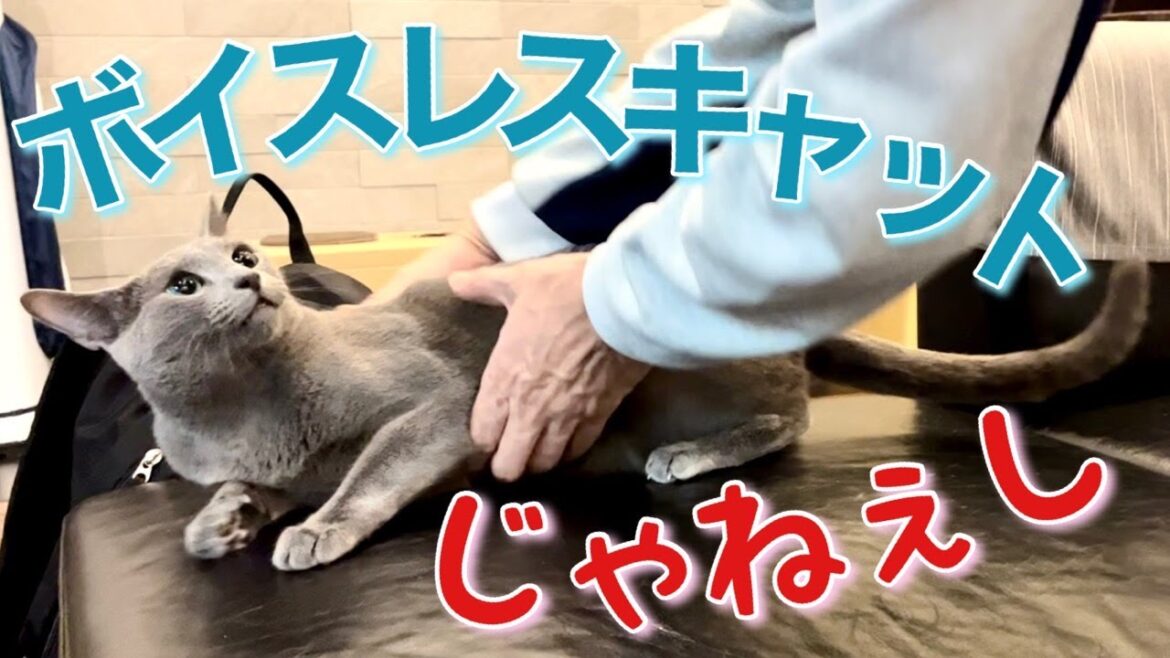 ロシアンブルー | 猫が鳴く4つの場面 ~声ちっちゃ [Russian Blue cat Kotetsu] 4 scenes when cats meow ~soft voice