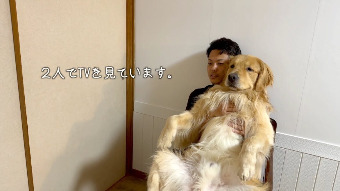 飼い主の膝の上で、完全にくつろいでるゴールデンレトリバー