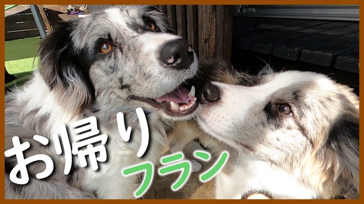 【里帰り】ボーダーコリー8頭になると個性豊かで楽しすぎました😆｜アル・メイ家♪