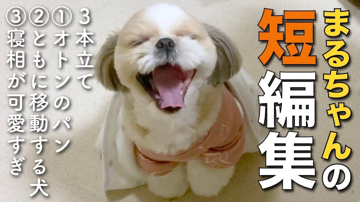【シーズー】可愛すぎてボツにできなかった…まるちゃんの短編集② -3本立て-【118】