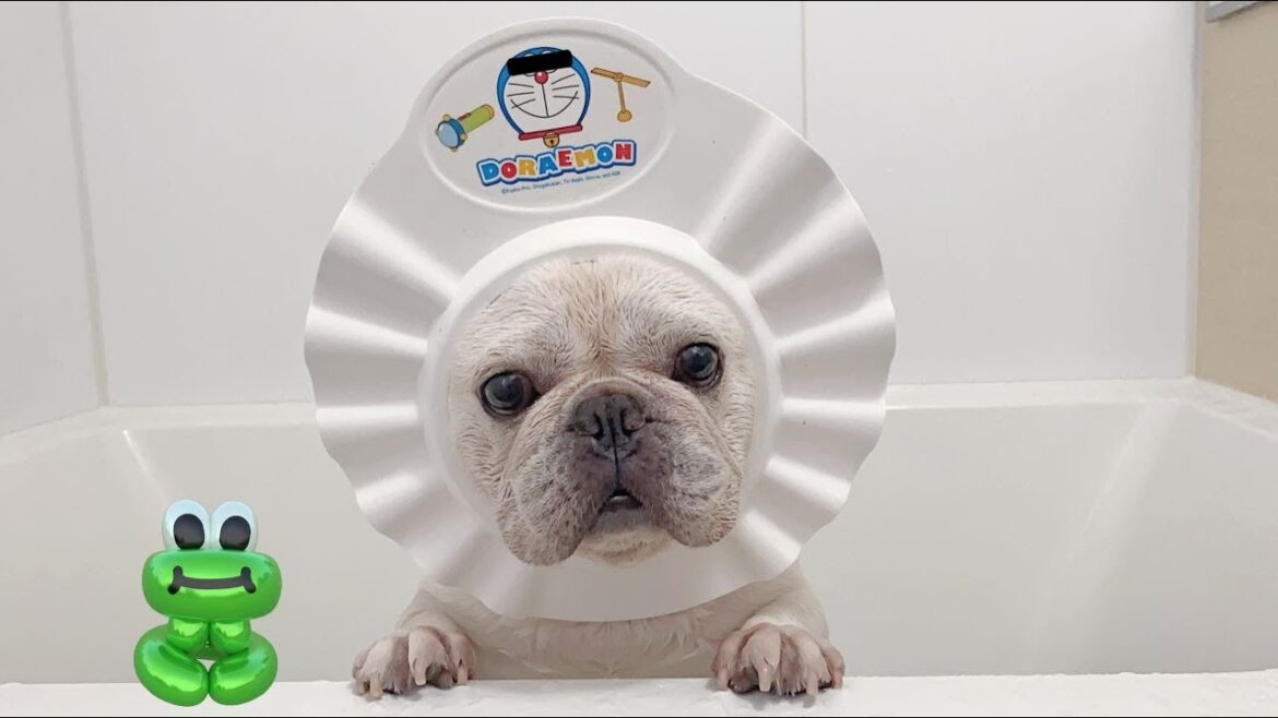 お風呂に入るとお喋りになる犬がこちらですｗ【フレンチブルドッグ frenchbulldog】