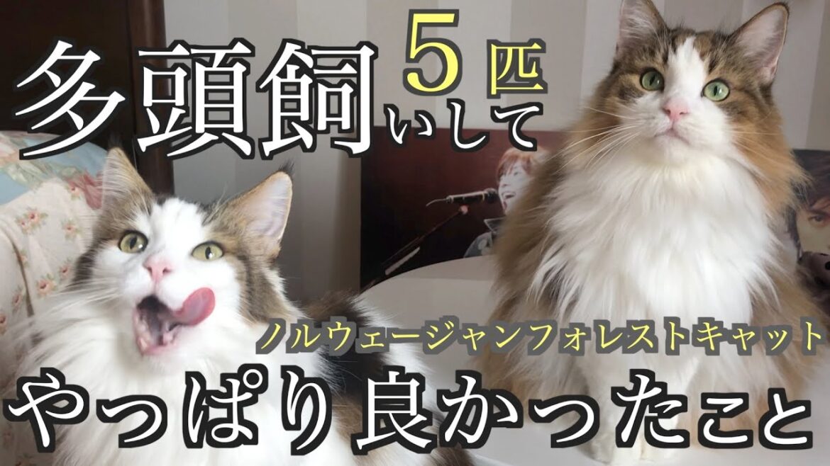多頭飼いって幸せなの？ノルウェージャンがいっぱいいる暮らしの夢物語り