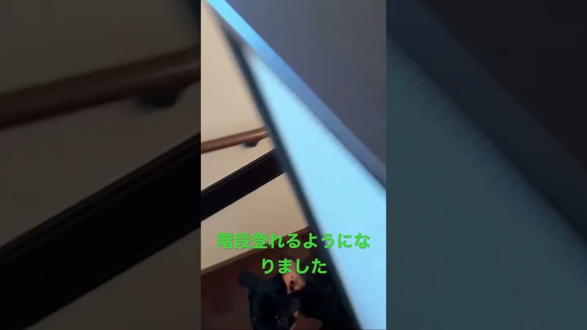 階段を駆け上がるロットワイラー　子犬