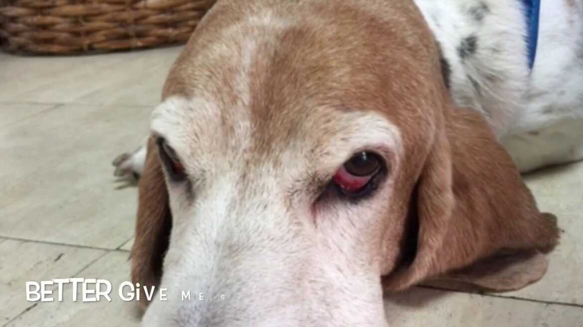 Hercules Life - Basset Hound (バセットハウンドのハーキュリスのストーリー)