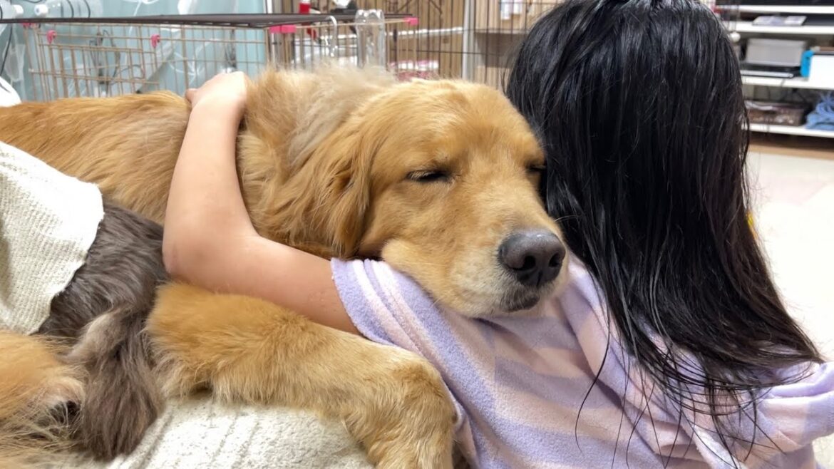 世界一安心できる場所を見つけた大型犬クッキー【ゴールデンレトリバーとミニチュアダックスフンド】