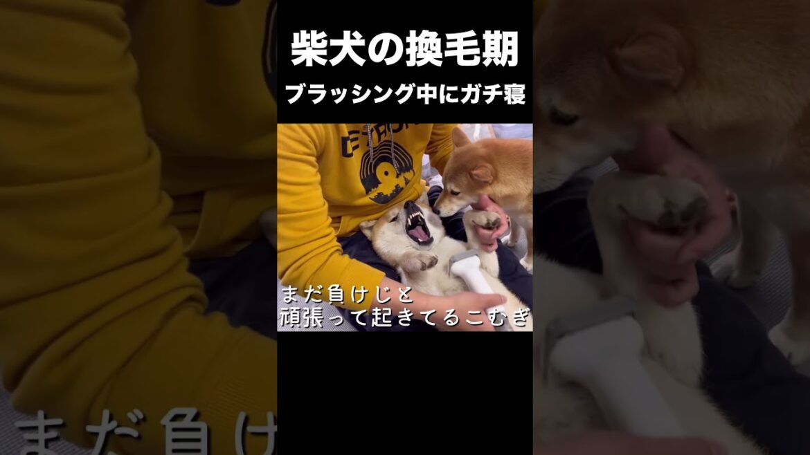 柴犬の換毛期、ブラッシング中にガチ寝 #shorts