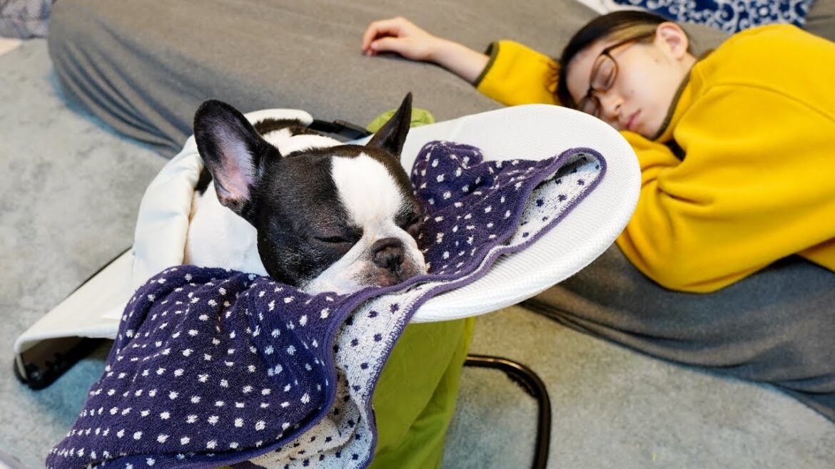 巨大食道症と戦う姿…レイちゃんの病気のその後について