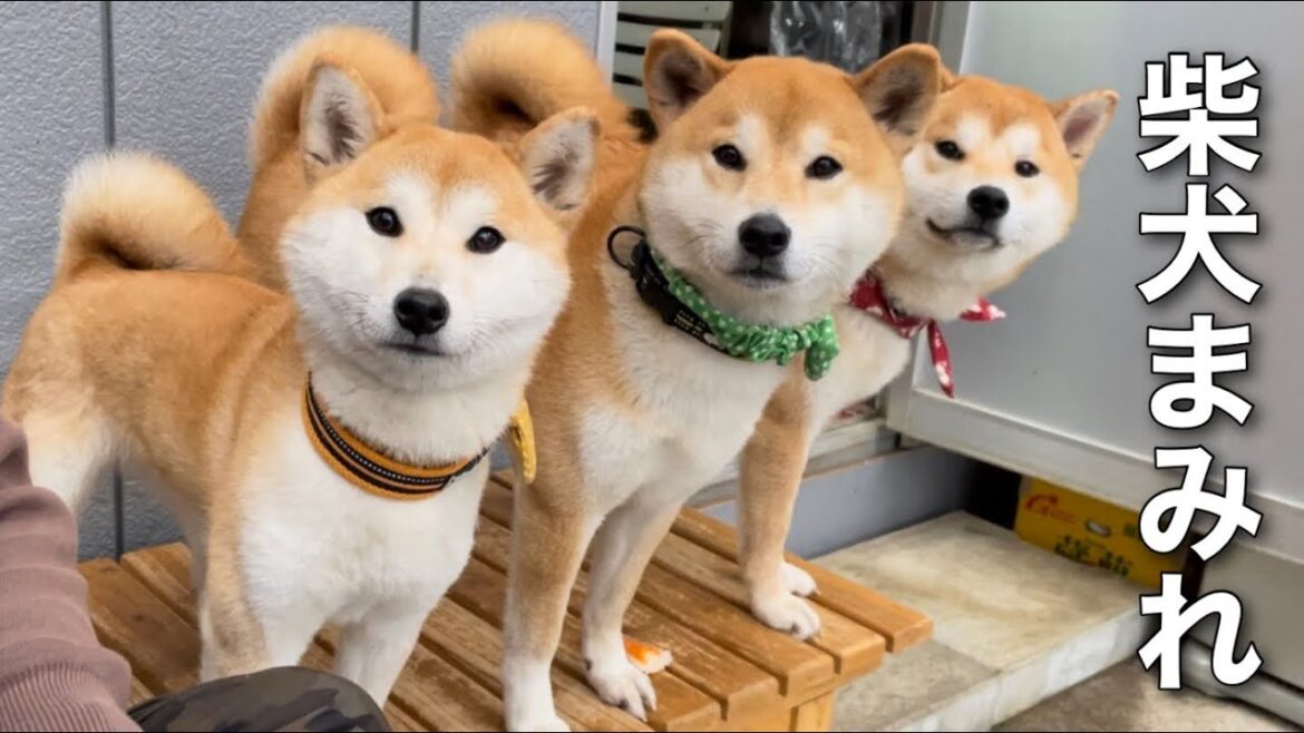 柴犬の日にも柴犬まみれw