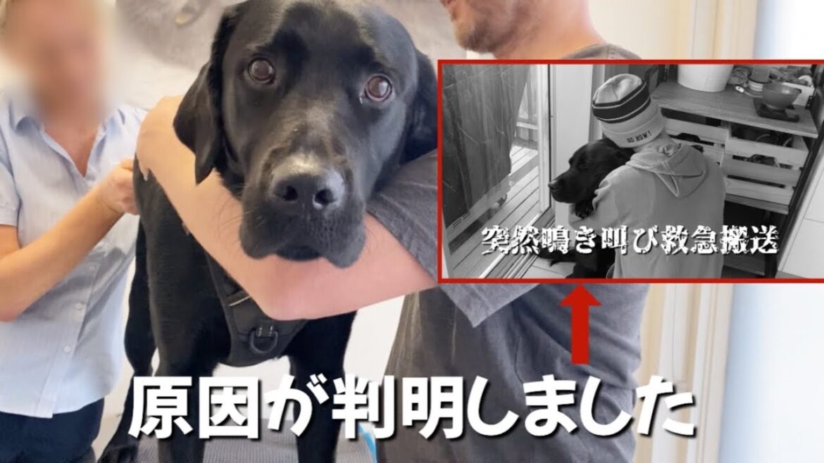 重要なお知らせもあります