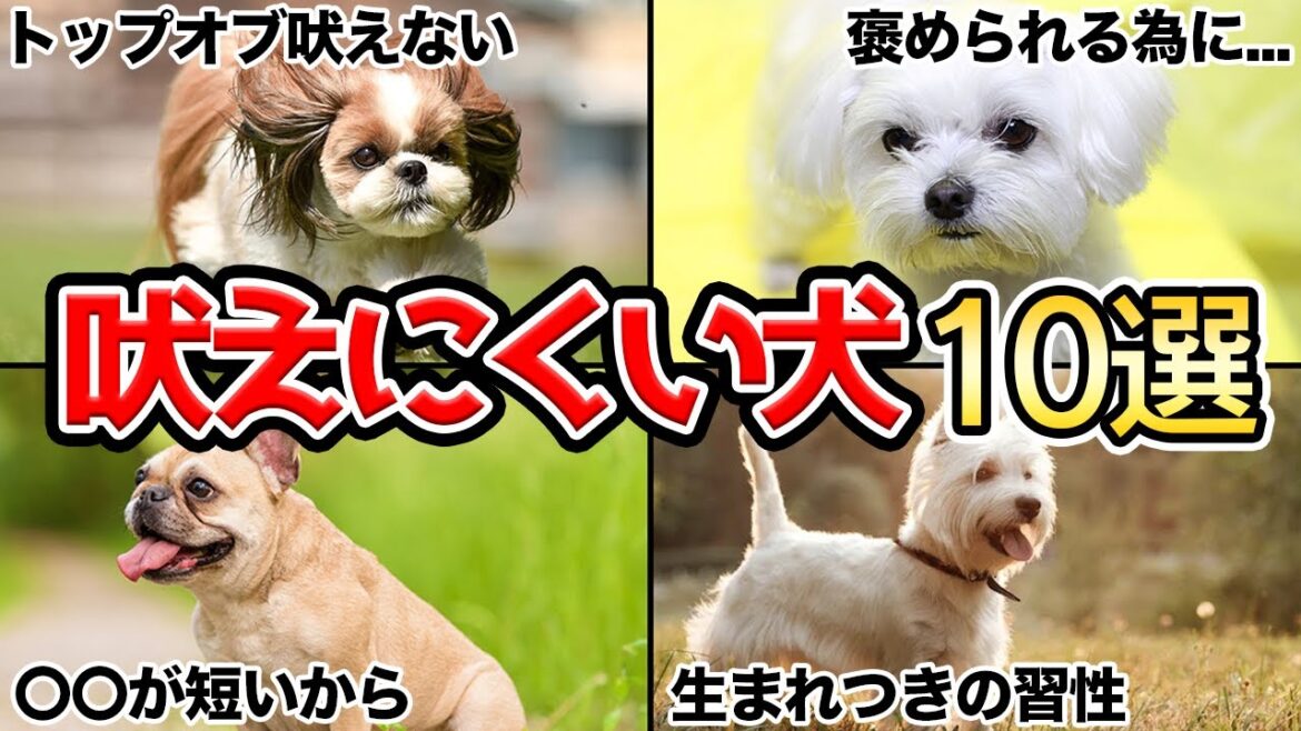 【初めてのお迎え】飼う前必見！吠えにくい小型犬10選