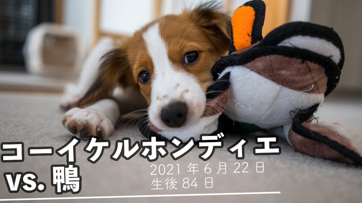 【コーイケルホンディエ】鴨のおもちゃで遊ぶ子犬