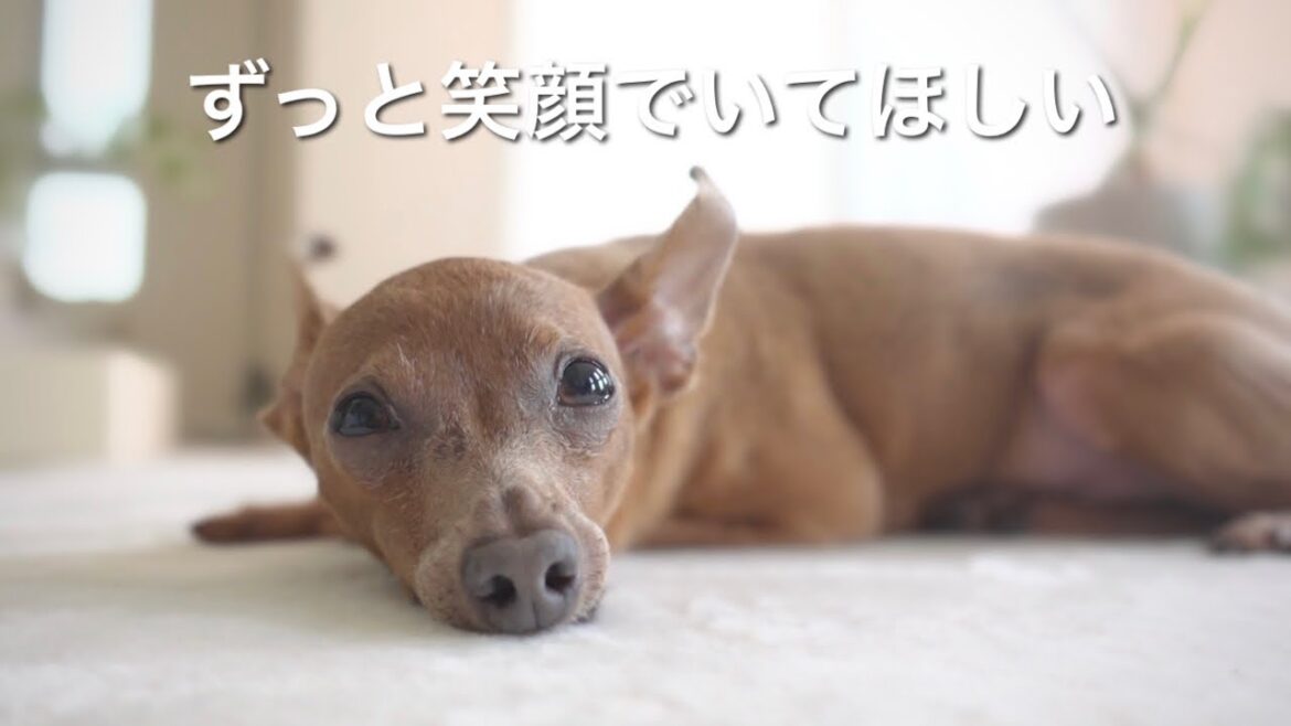 【病院がトラウマに…】子鹿犬の心を壊したくないと強く思った週末【ミニピン／元保護犬】