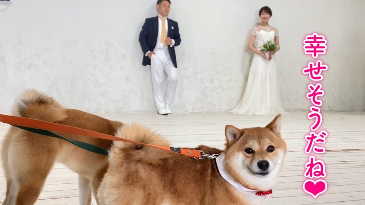 ママとパパの結婚写真に付き合ってくれる柴犬が可愛い