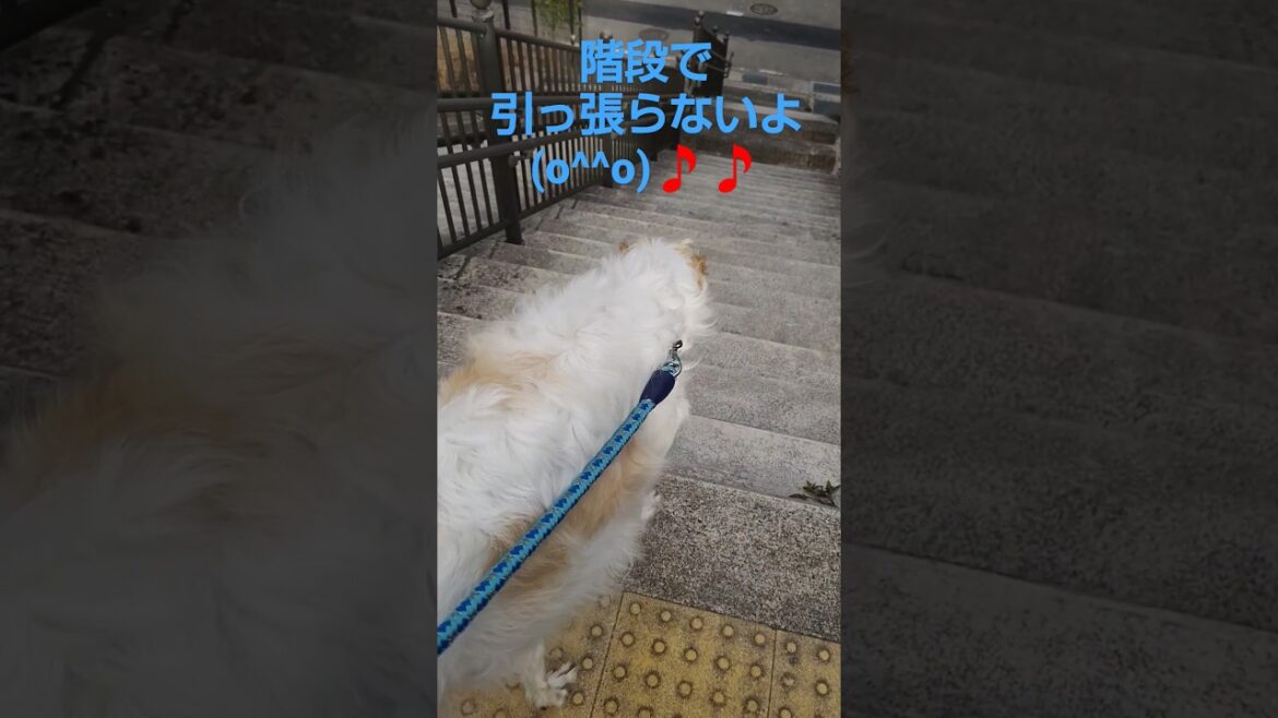階段を引っ張らない ボルゾイ🐕💨🎵 Borzoi that won’t pull you up the stairs. 階段を引っ張らない ボルゾイ🐕💨🎵 Borzoi that won't pull you up the stairs.