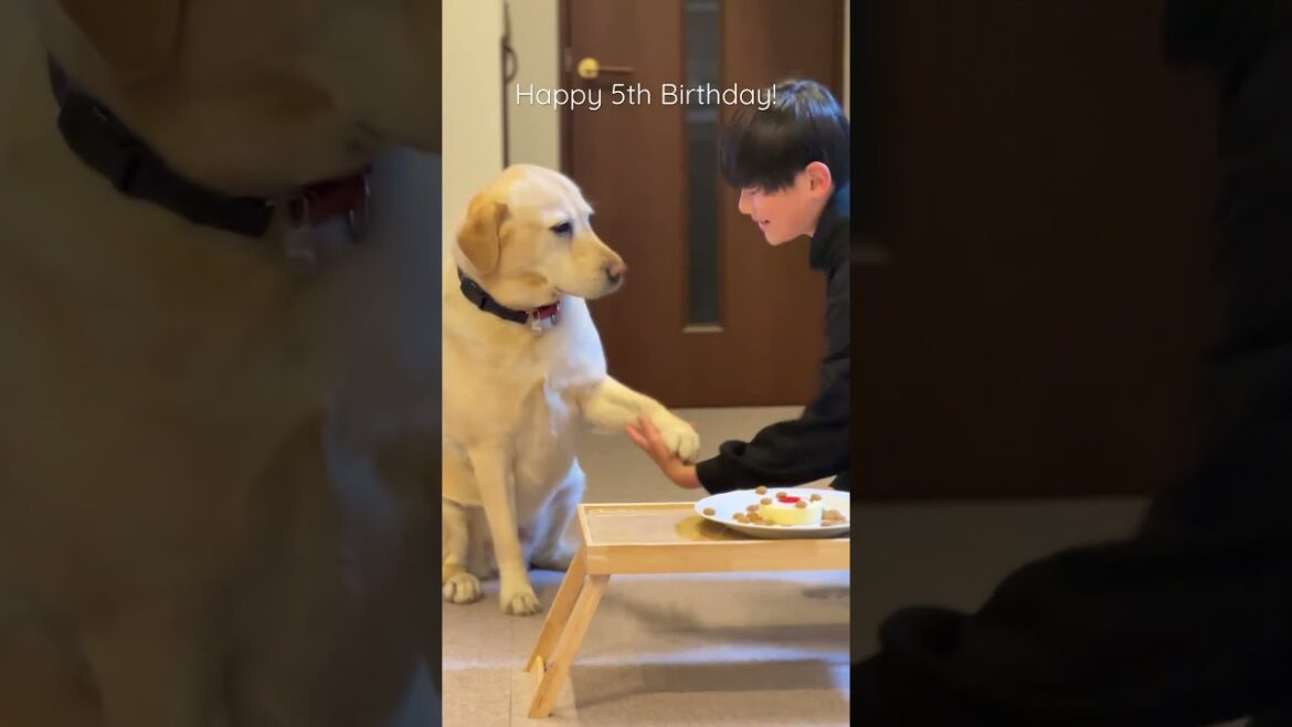 5歳の誕生日でケーキをもらうラブラドールレトリーバーのチャピー #shorts #ラブラドールレトリバー #labradorretriever #誕生日 #dog