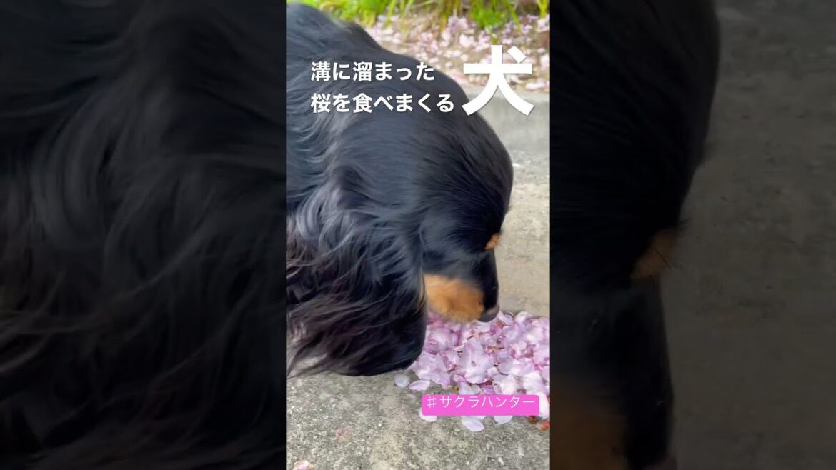 サクラハンター犬 #イングリッシュコッカースパニエル #dog #カニンヘンダックス #puppy #ダックス #dachshund #パピー #pet #ミックス犬 #animal #shorts