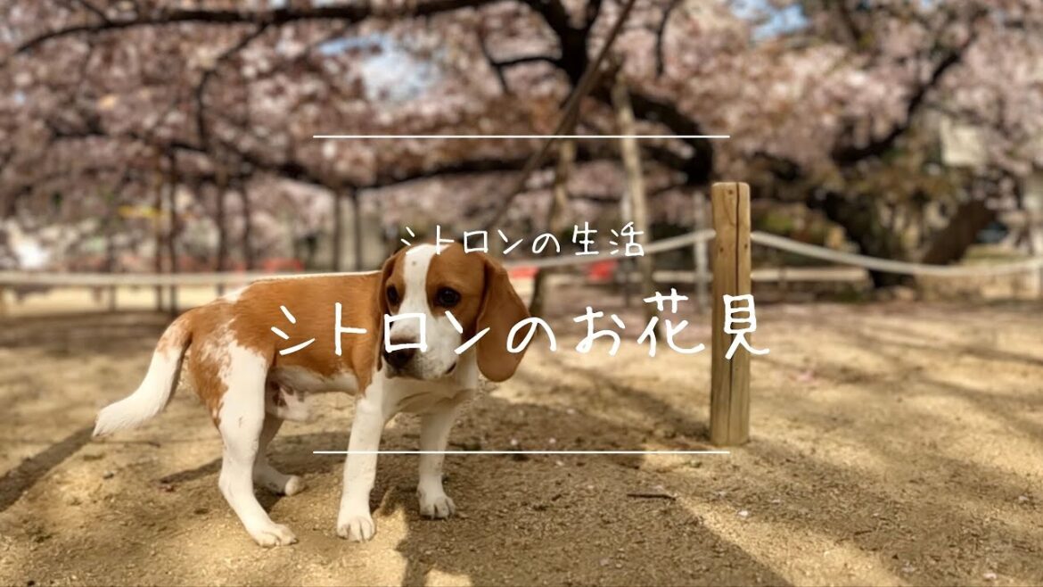 ビーグル犬シトロンのお花見