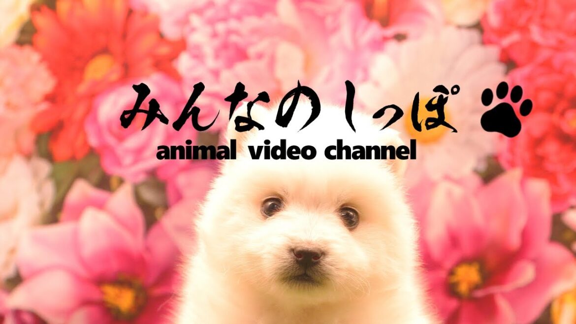 みんなのしっぽ#29子犬動画【日本スピッツ】（ Best Dog Videos - Japanese Spitz ）