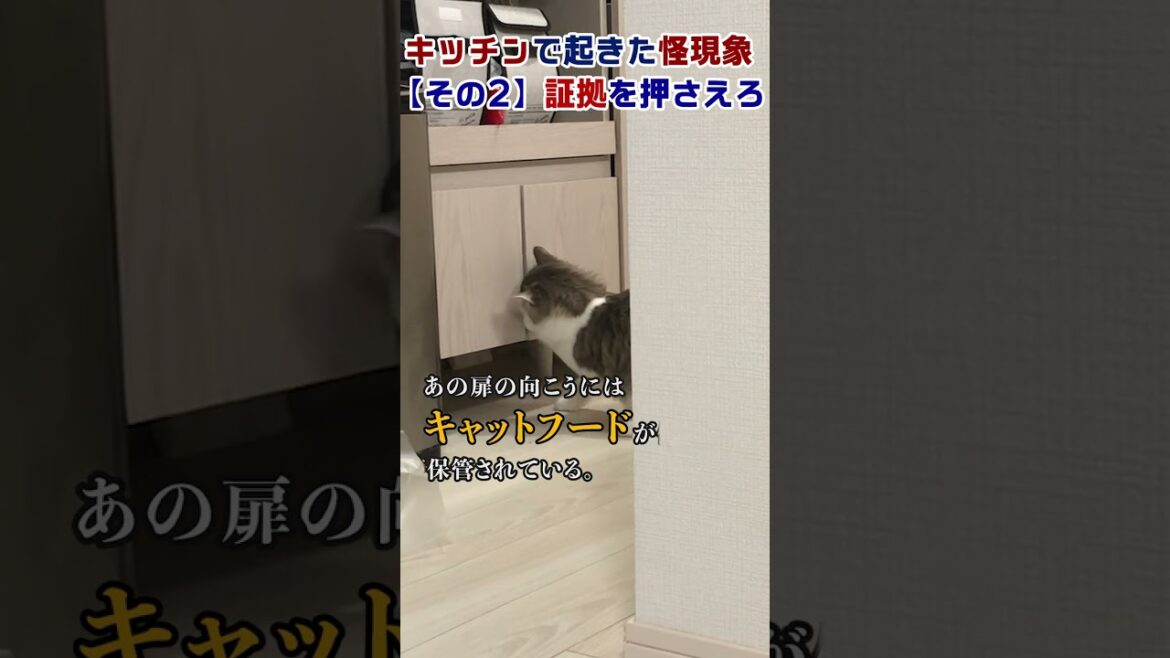 【ノルウェージャンフォレストキャット】キッチンで起きた怪現象【その2】容疑者の決定的な証拠確保か！？♯shorts