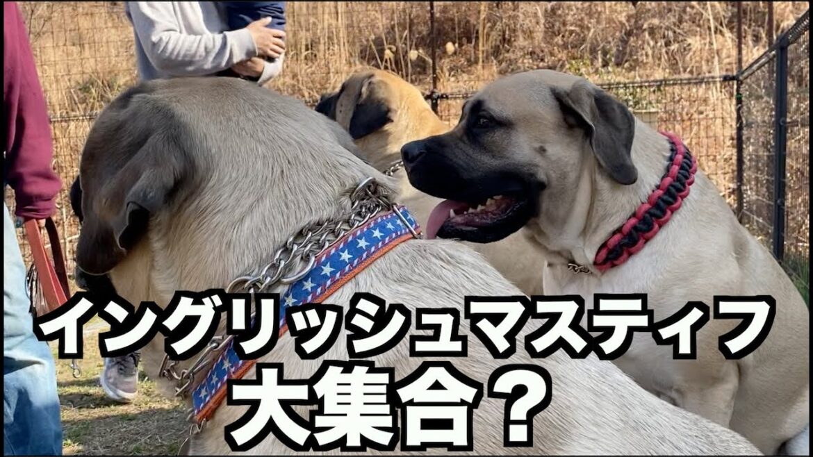 レア犬種・イングリッシュマスティフ大集合？