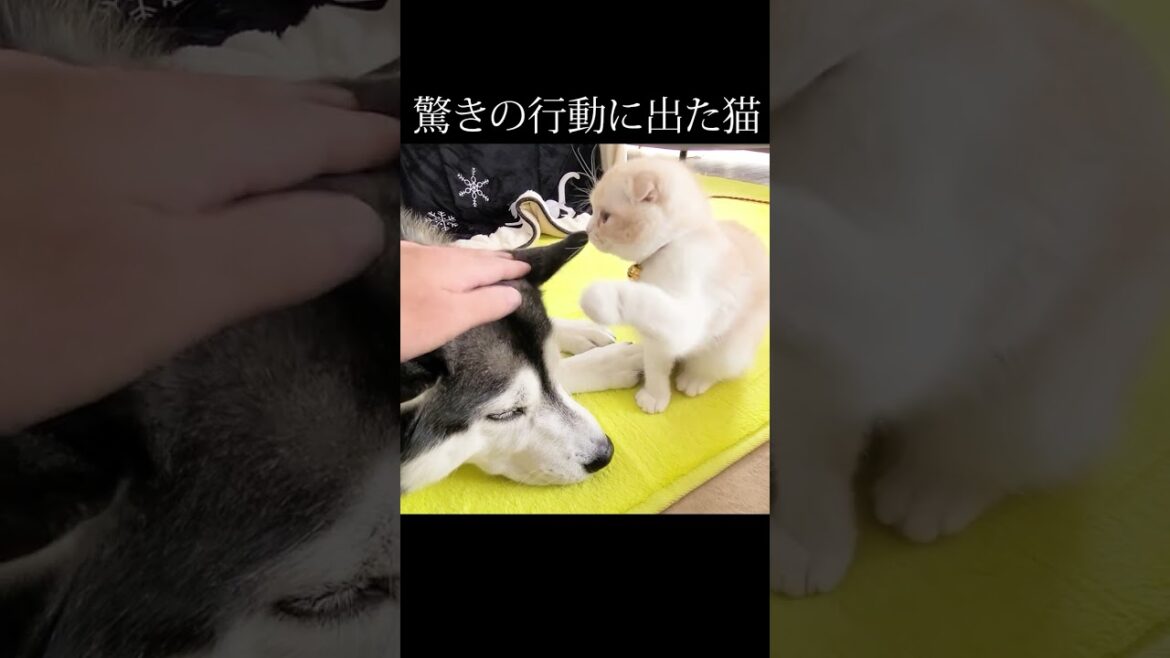 犬をナデていたら驚きの行動に出た猫がかわいすぎる...#猫 #犬と猫