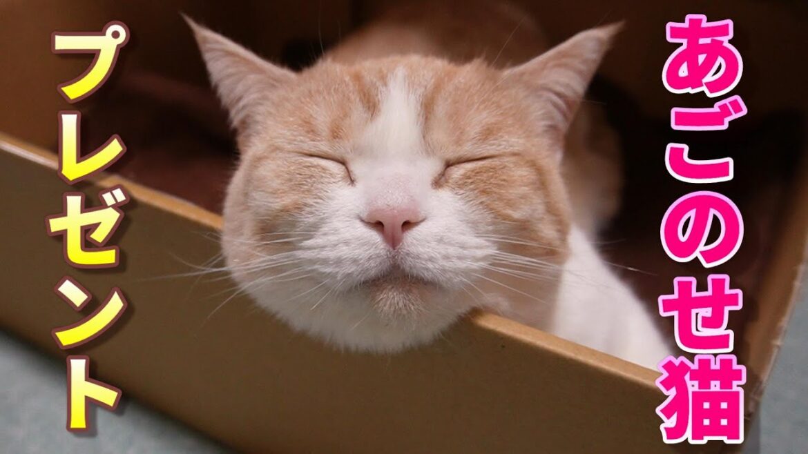 あごのせ猫に快適グッズをプレゼント【スコティッシュフォールド】【アビシニアン】 あごのせ猫に快適グッズをプレゼント【スコティッシュフォールド】【アビシニアン】