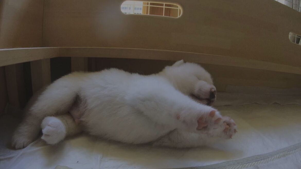 上手に寝返りできました！　笑顔あふれる秋田犬の成長記録