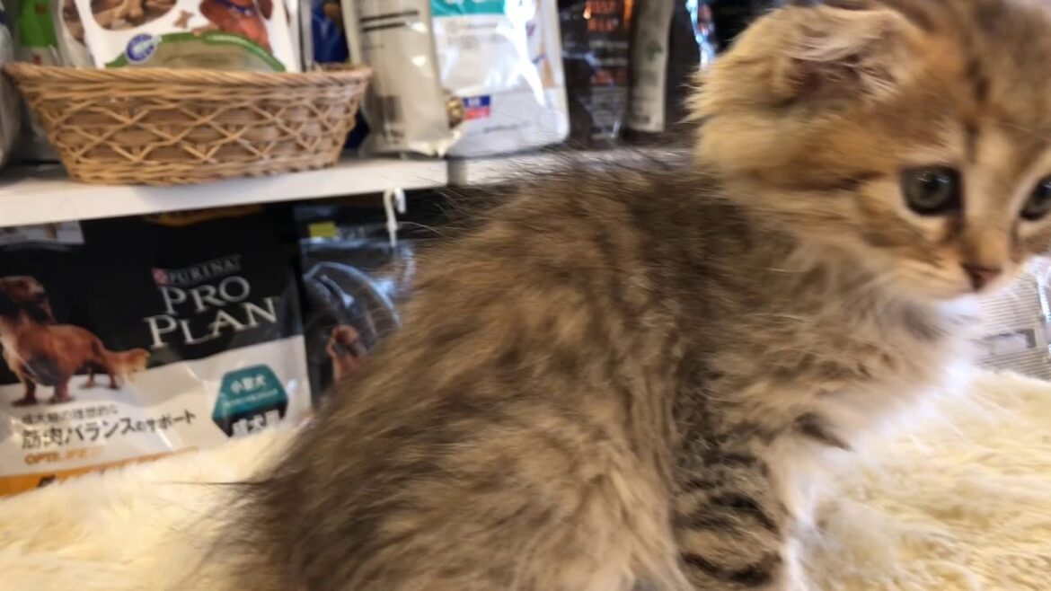 川口市　可愛い子猫　ロングのスコティッシュ　遊びたい