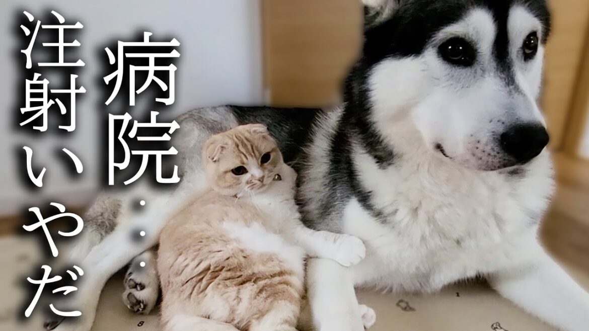 病院の注射が嫌でストライキを起こした子猫と犬がこちらです 病院の注射が嫌でストライキを起こした子猫と犬がこちらです