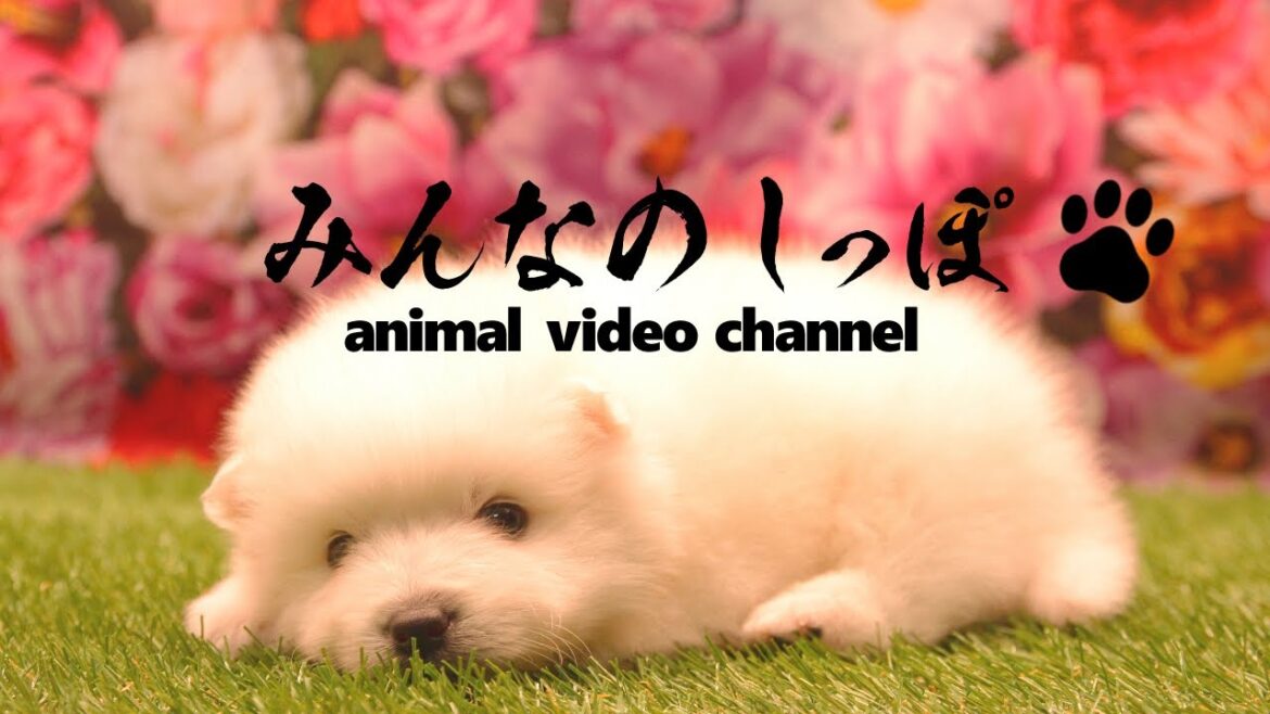 みんなのしっぽ#26子犬動画【日本スピッツ】（ Best Dog Videos - Japanese Spitz ）