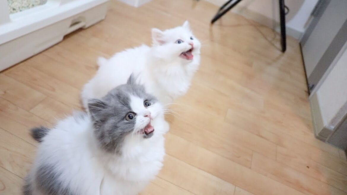 エサをおねだりする子猫の鳴き声がかわいい