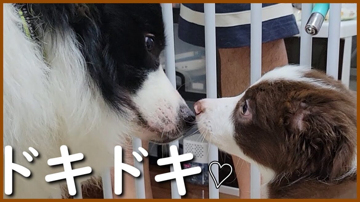 【初対面】ボーダーコリー子犬を先住犬たちと会わせてみました…