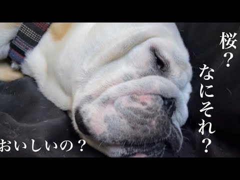 【おはぶる】近所の桜スポットへ強制的に連れ出されるが、秒で飽きるブルドッグのぶるまる&まるこ 【おはぶる】近所の桜スポットへ強制的に連れ出されるが、秒で飽きるブルドッグのぶるまる&まるこ