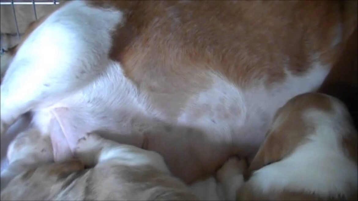 13年4月14日生まれのバセットハウンドの赤ちゃん