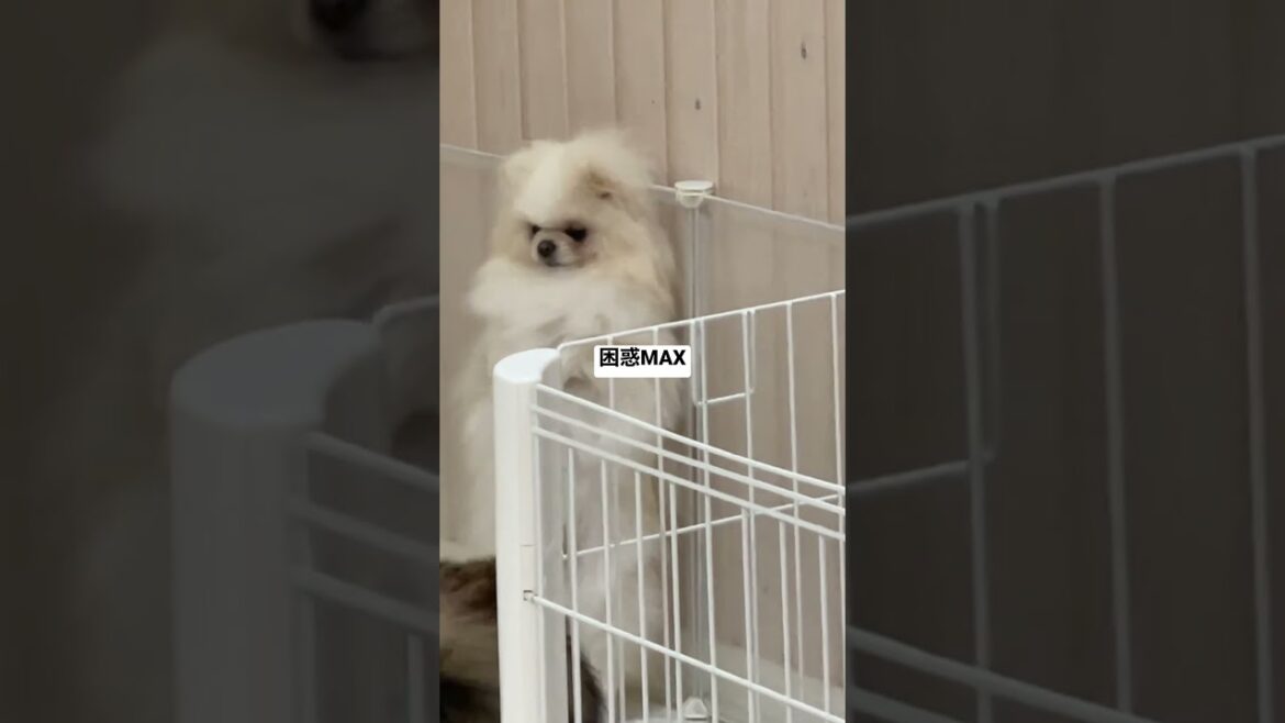 突然八つ当たりされて大混乱のポメラニアンの成犬