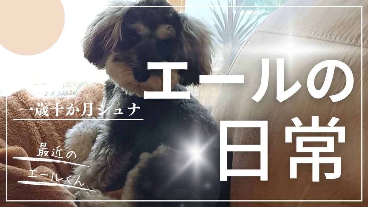もうすぐ2歳のシュナウザーまだまだ進化してる事と出来なく?なった?事 もうすぐ2歳のシュナウザーまだまだ進化してる事と出来なく?なった?事