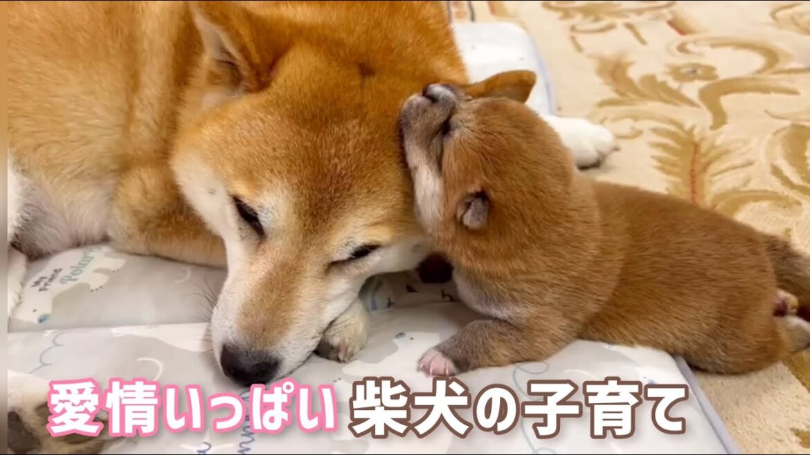 母柴犬の子犬の子育ては深い愛情たっぷりに育てます