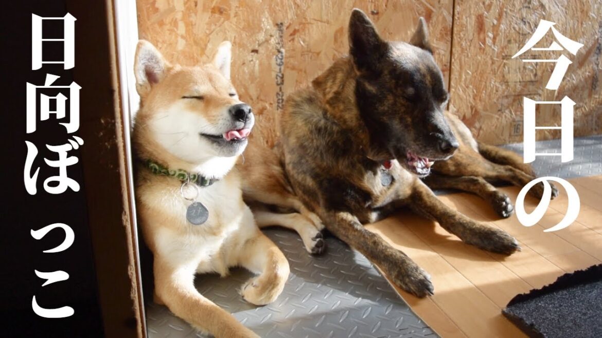 甲斐犬をさりげなく足蹴に？して寝ている柴犬【甲斐犬・柴犬】