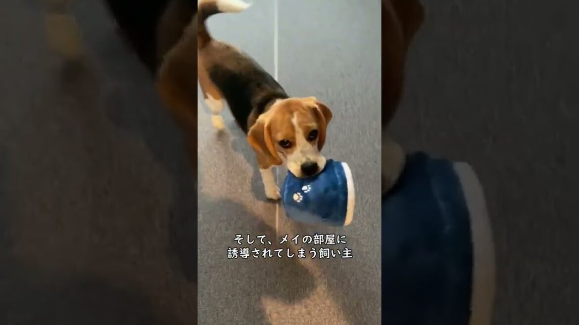 自分の部屋に誘ってくるビーグル犬
