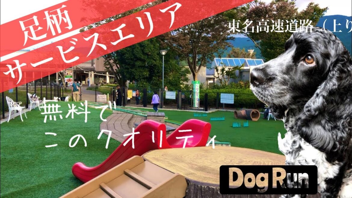 【ドッグラン巡り＃3】足柄サービスエリア（上り）　イングリッシュコッカースパニエル「みみ」 の気持ち