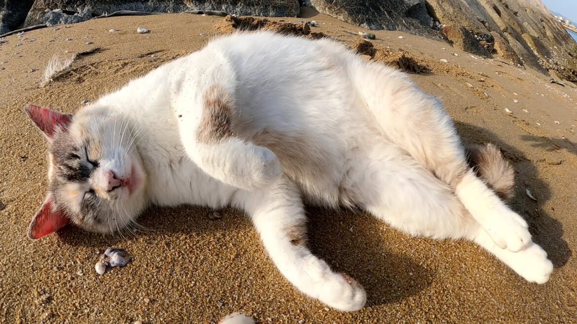 岩の隙間で暮らすシャムミックス猫が砂浜に出てきてゴロゴロする 岩の隙間で暮らすシャムミックス猫が砂浜に出てきてゴロゴロする