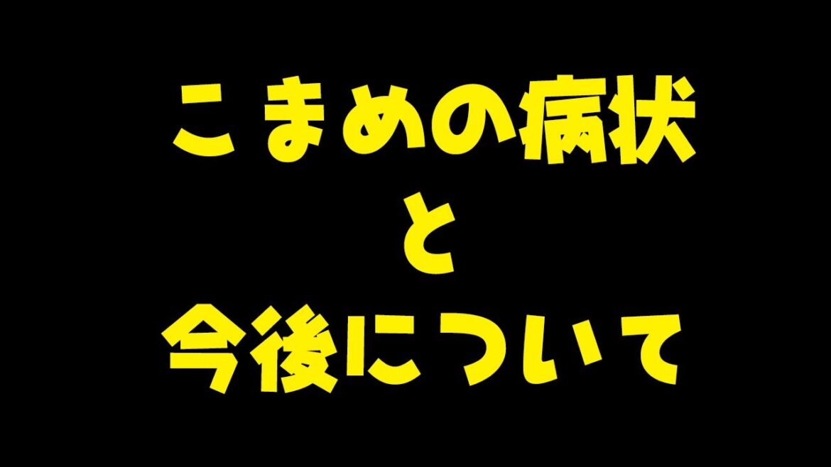 姉柴犬こまめの現在の病状と余命…これからについてのお知らせです 姉柴犬こまめの現在の病状と余命…これからについてのお知らせです