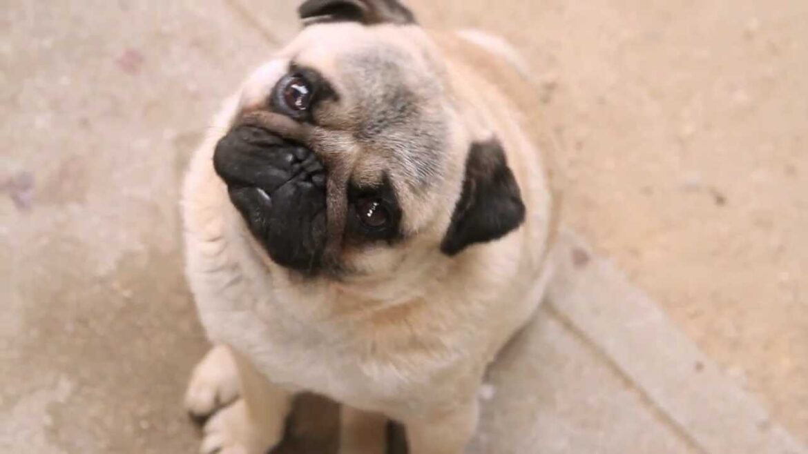 パグは本当にくさかわいい