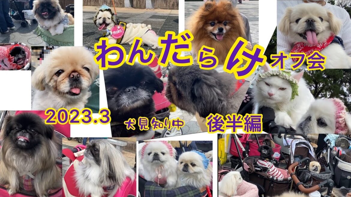 【わんだらけ26】犬見知り全開！！ Wanoff後編 ペキニーズだらけオフ会 #dog #peki #保護犬 #いぬすたぐらむ #犬のいる暮らし #いぬ #いぬのいる暮らし #ペキニーズ