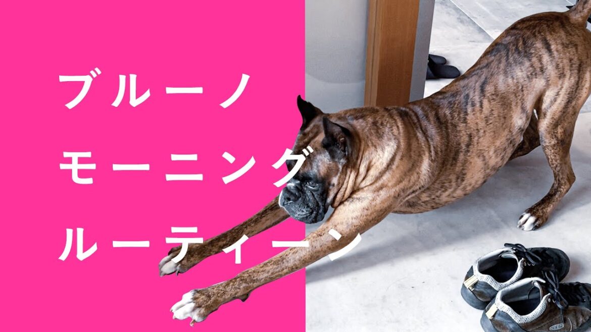 モーニングルーティーン、ボクサー犬の朝